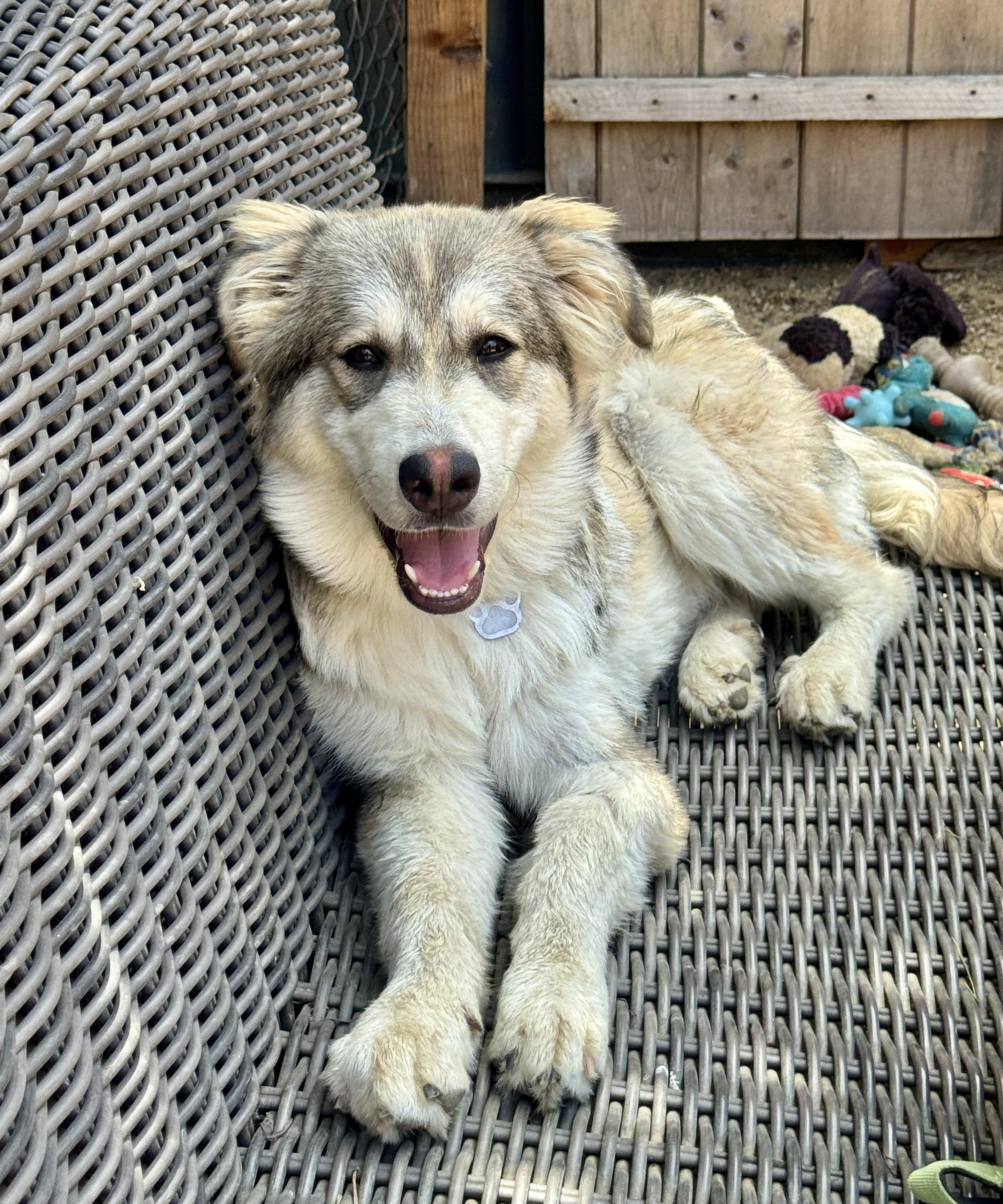 Enlarge Zuri, a Adoptable mixed breed in Van Nuys, CA image 2/4