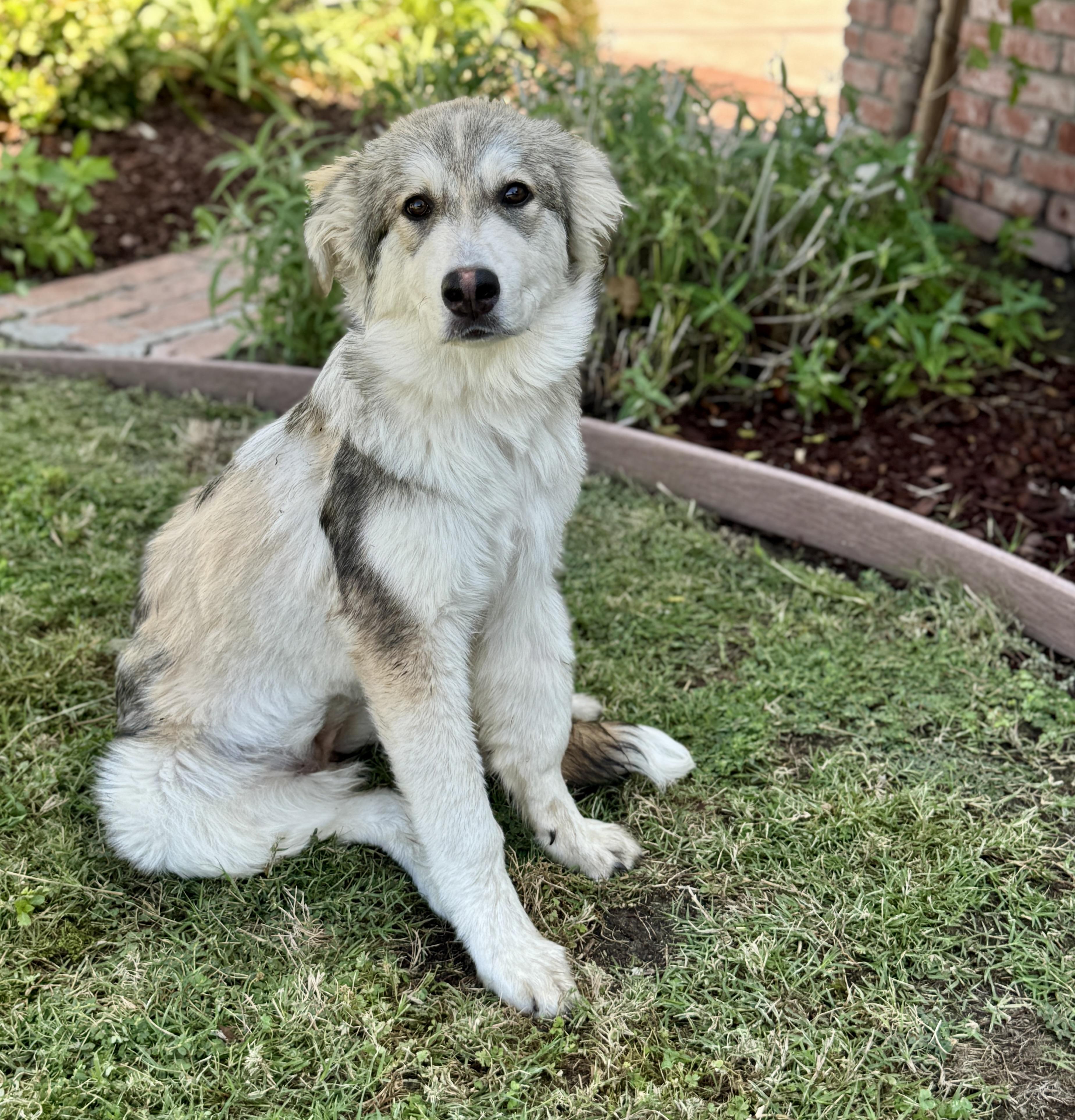 Enlarge Zuri, a Adoptable mixed breed in Van Nuys, CA image 3/4