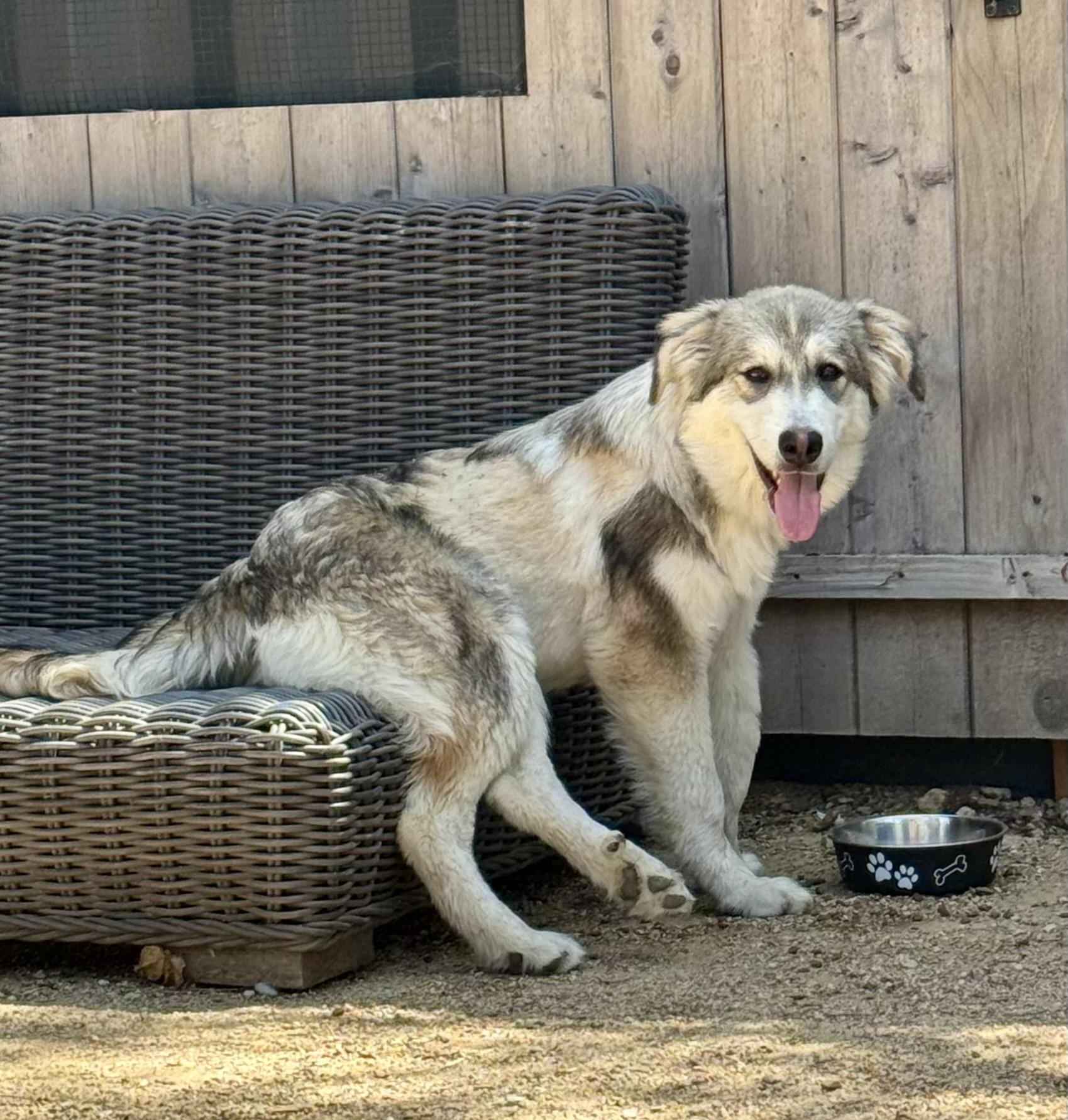 Zuri, Adoptable, Puppy Female Great Pyrenees.
