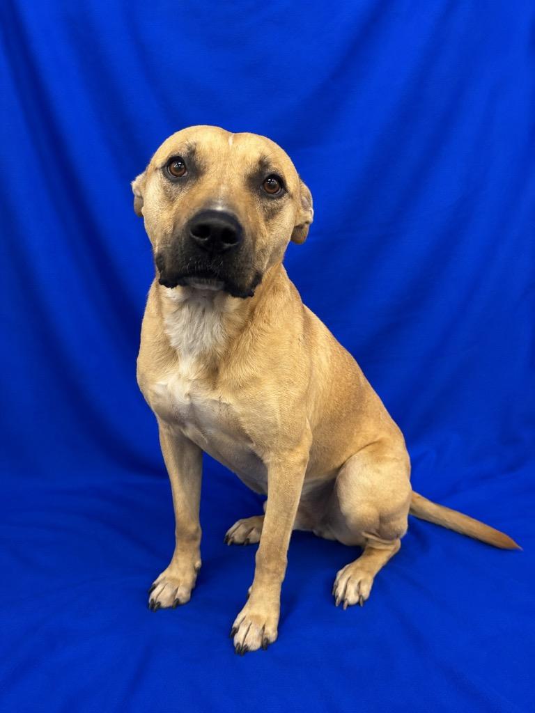 Hammerhead, Adoptable, Adult Male Mixed Breed.