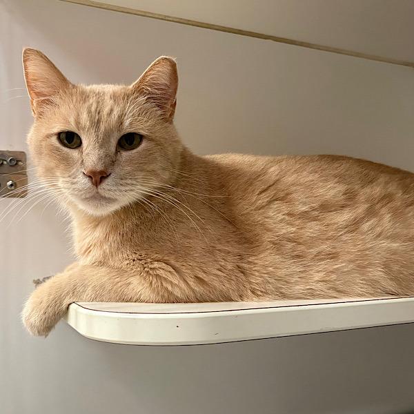 Rivet, Adoptable, Adult Male Domestic Short Hair.