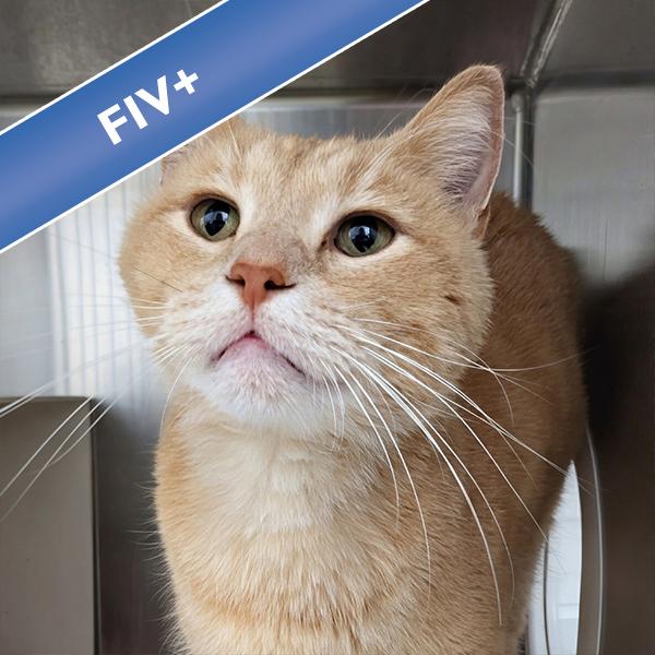 Rivet, a Adoptable mixed breed in Des Moines, IA image 2/4