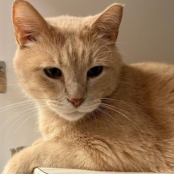 Rivet, a Adoptable mixed breed in Des Moines, IA image 4/4