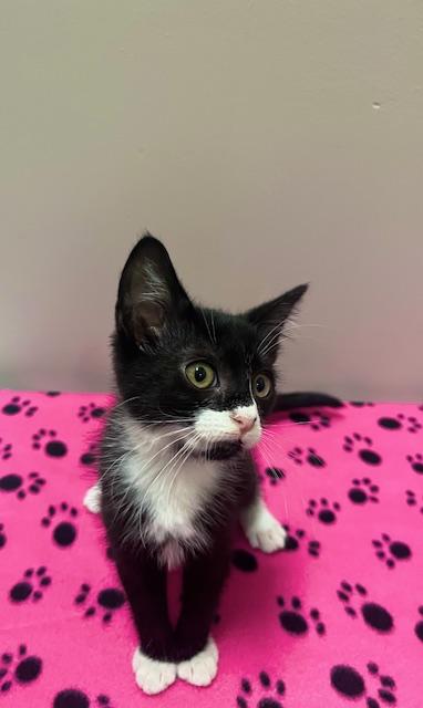 B`Elanna, Adoptable, Kitten Female Domestic Short Hair & Domestic Short Hair.