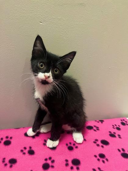 Enlarge B`Elanna, a Adoptable Domestic Short Hair in Lawrenceville, GA image 2/3