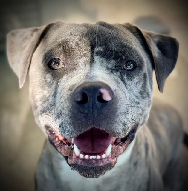 MAX, Adoptable, Young Male Pit Bull Terrier & Mixed Breed.