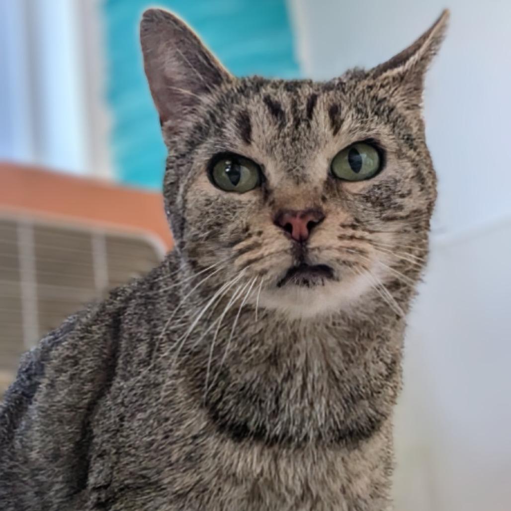 Enlarge Willow, a Adoptable Domestic Short Hair in Marysville, OH image 1/3