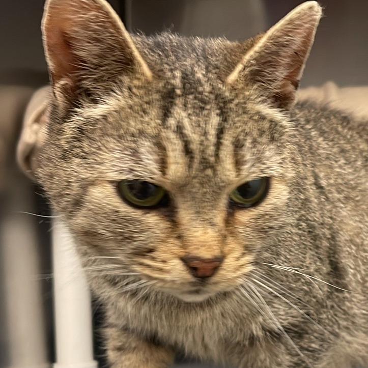 Enlarge Willow, a Adoptable Domestic Short Hair in Marysville, OH image 2/3