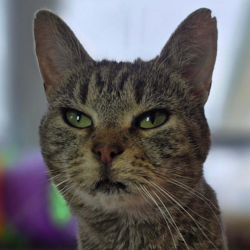 Enlarge Willow, a Adoptable Domestic Short Hair in Marysville, OH image 3/3