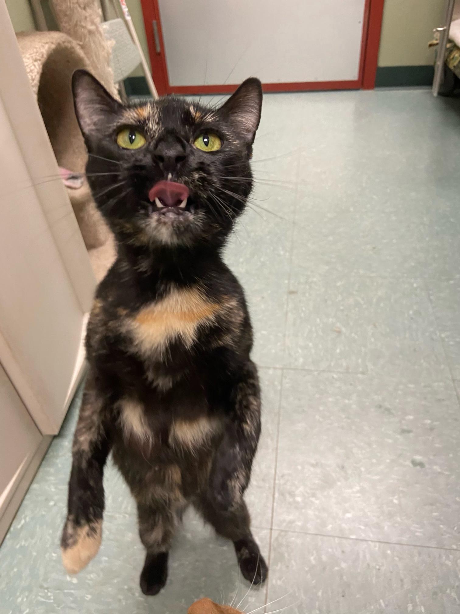 Enlarge Fanny, a Adoptable Domestic Short Hair in Warwick, RI image 2/3