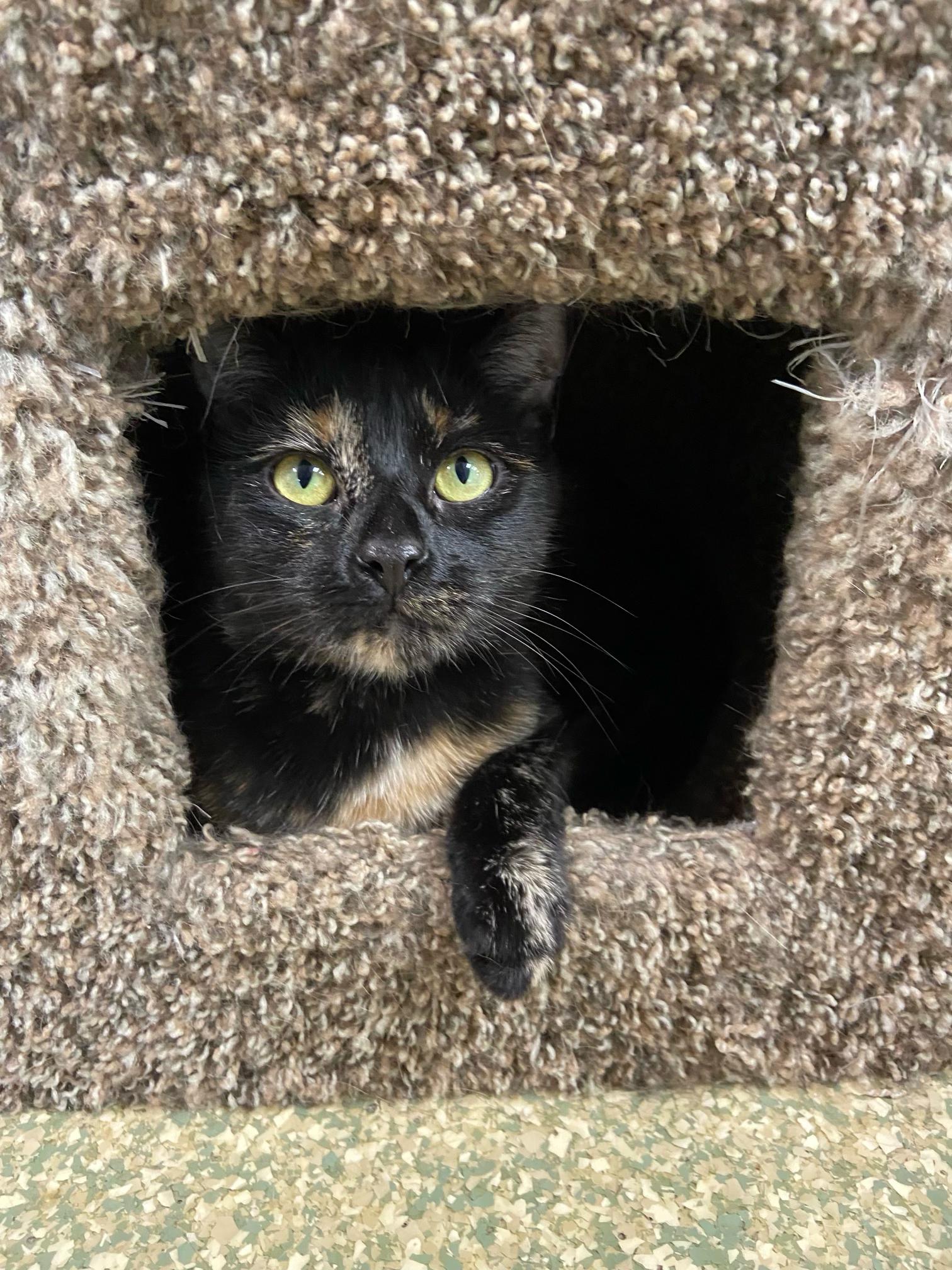 Enlarge Fanny, a Adoptable Domestic Short Hair in Warwick, RI image 3/3