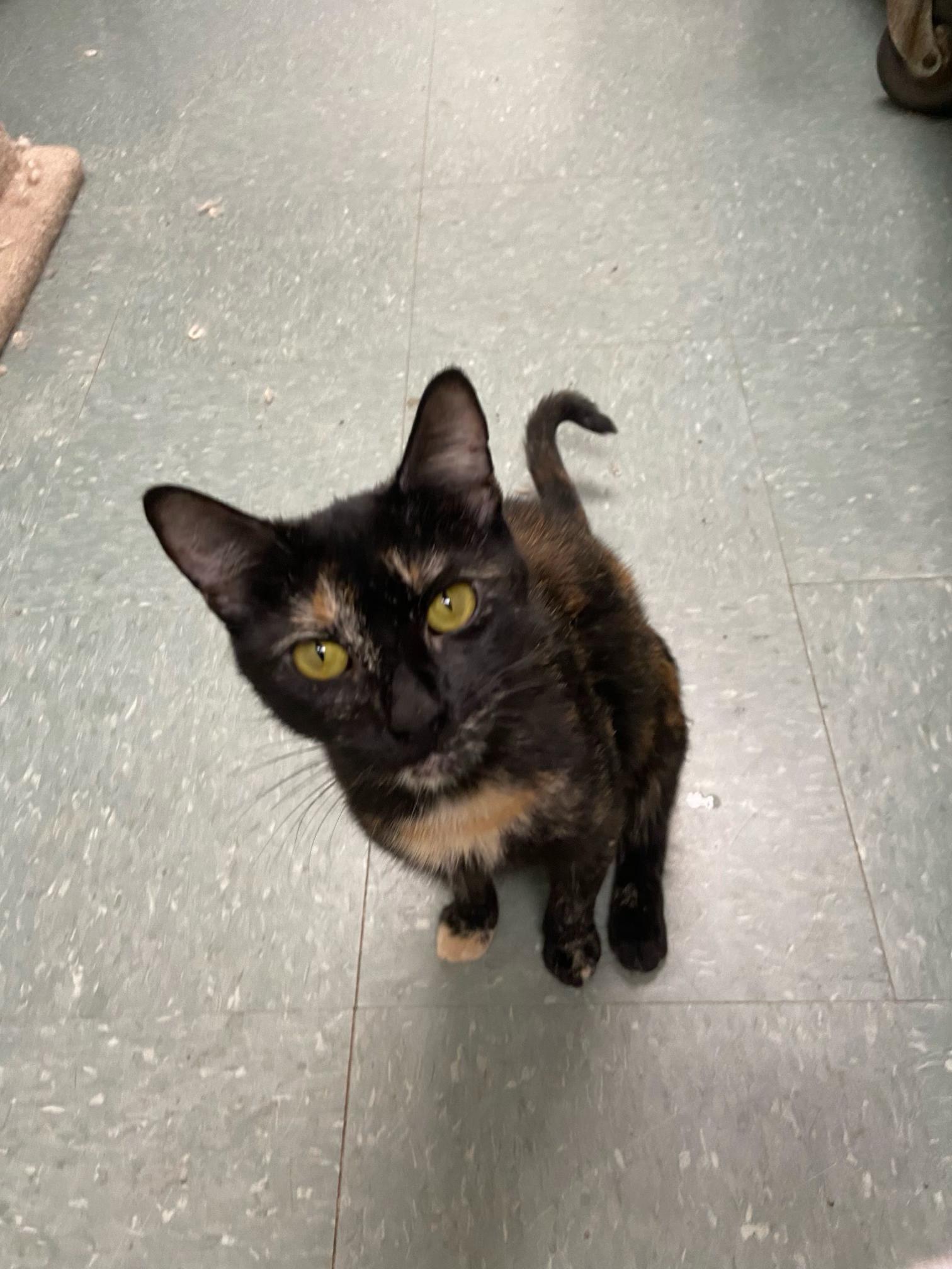 Fanny, Adoptable, Adult Female Domestic Short Hair.