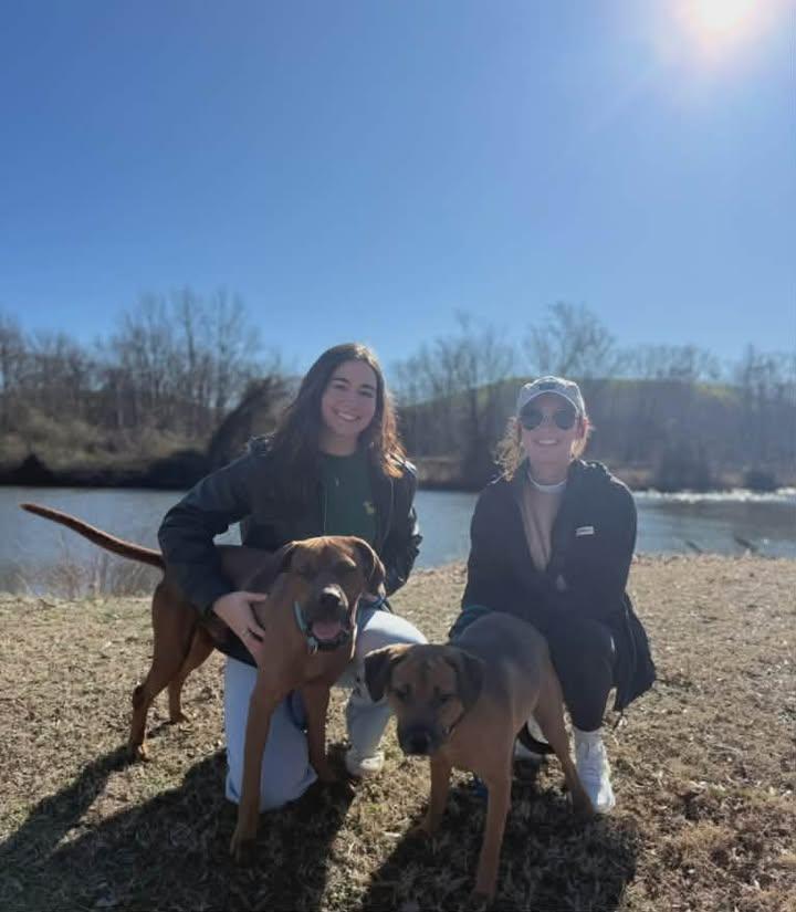 Hemi, a ADOPTABLE Redbone Coonhound in Colonial Heights, VA image 2/2