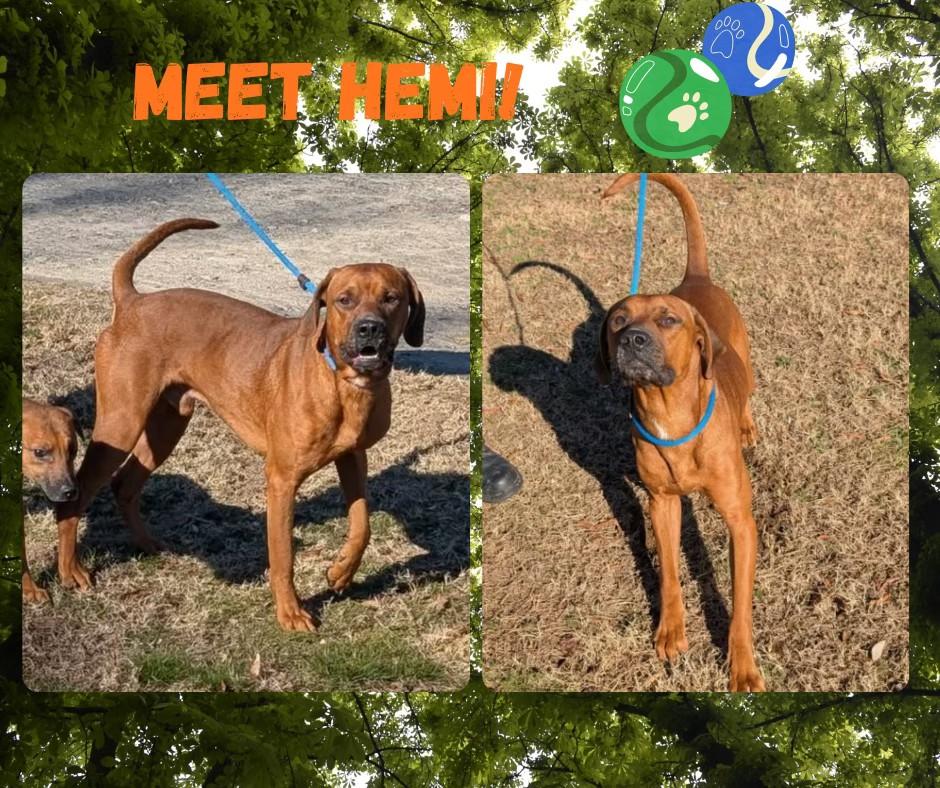 Hemi, ADOPTABLE, Young Male Redbone Coonhound.
