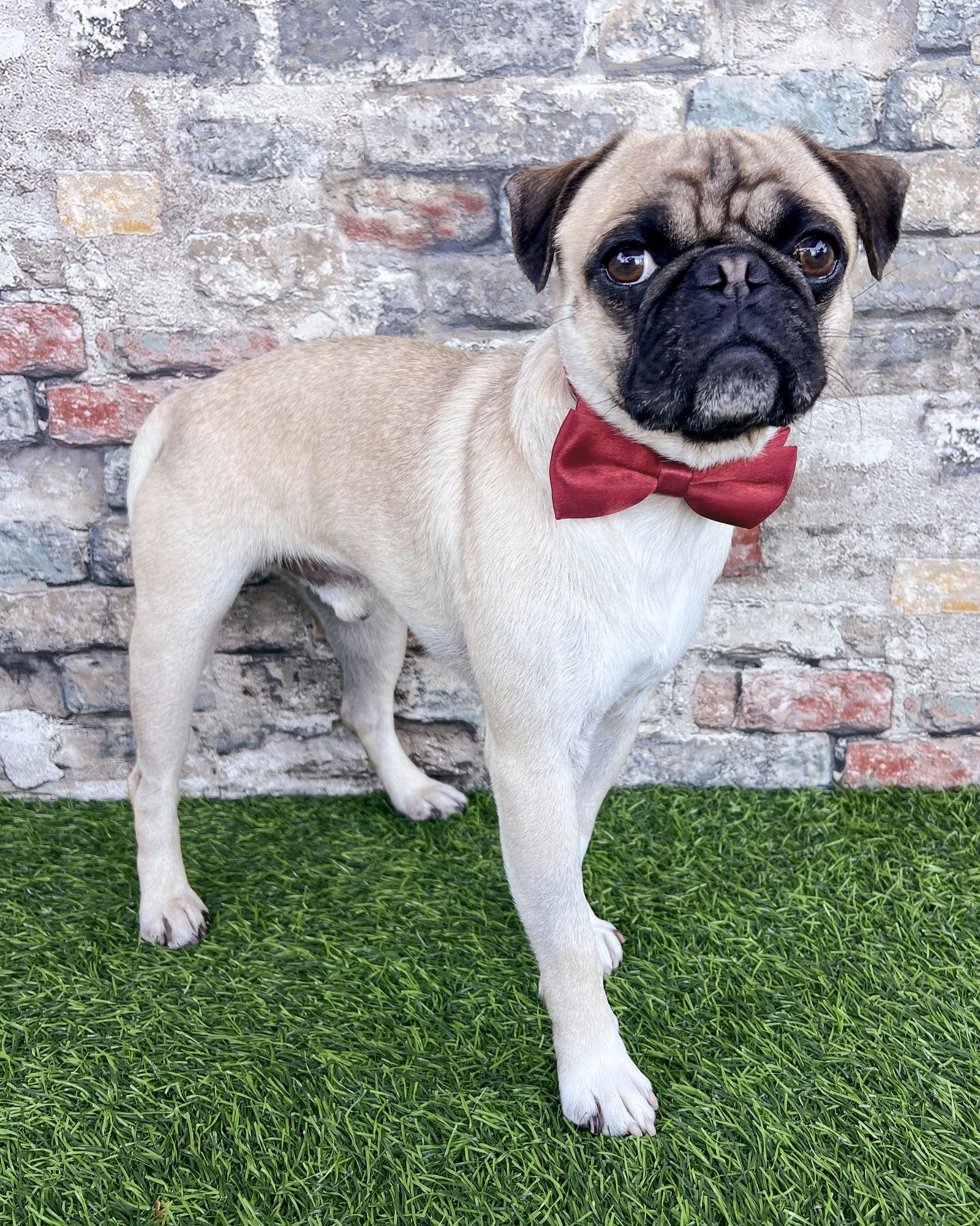 Perry, Adoptable, Adult Male Pug.