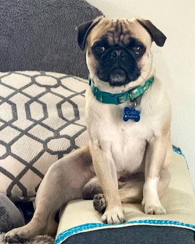 Enlarge Perry, a Adoptable Pug in Corona, CA image 2/3