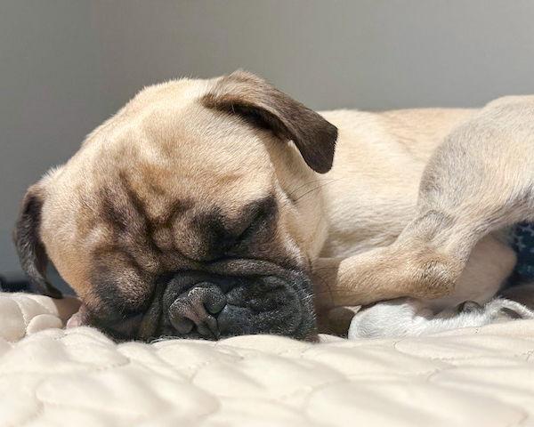 Enlarge Perry, a Adoptable Pug in Corona, CA image 3/3