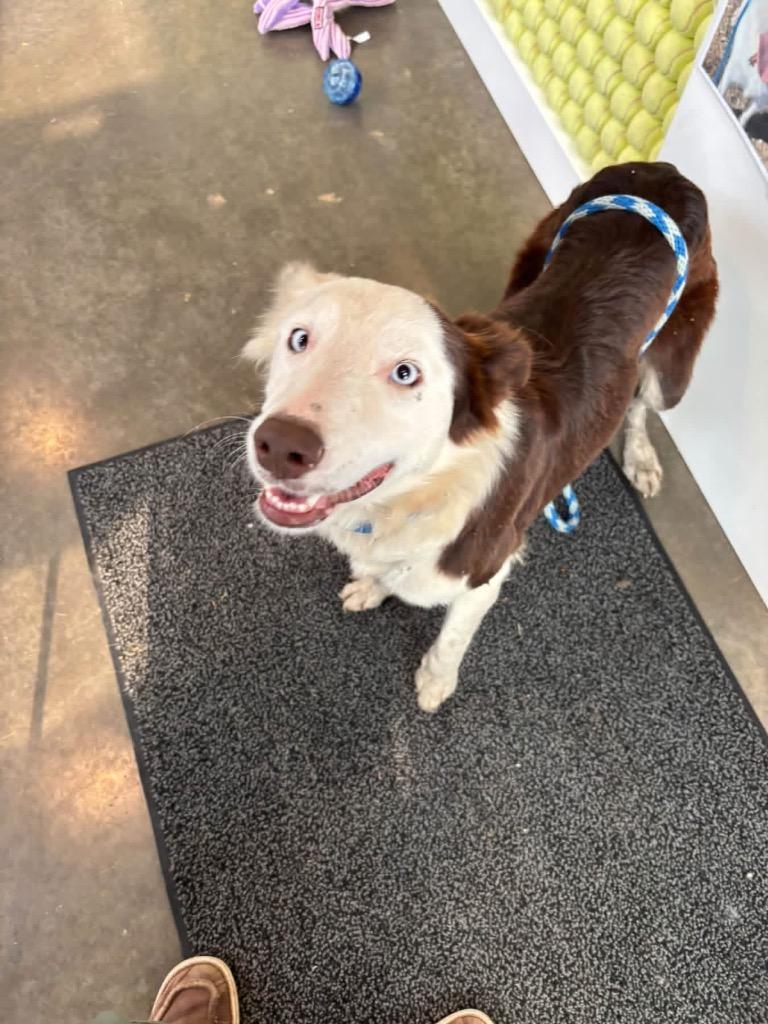 Colleen, Adoptable, Young Female Border Collie.
