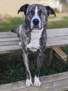 Marshall, an adoptable Husky, Mastiff in North Canton, OH, 44720 | Photo Image 3