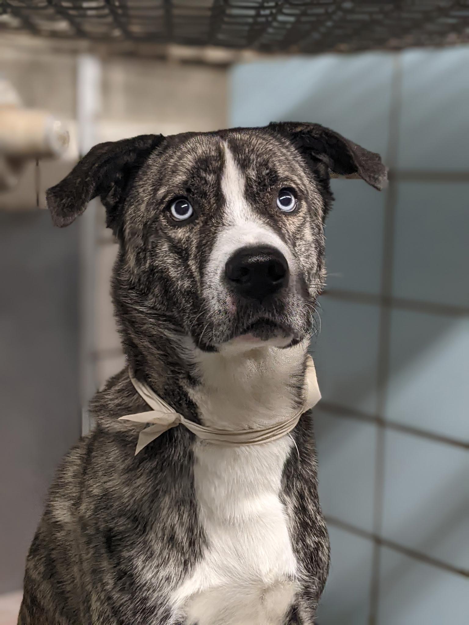 Marshall, an adoptable Husky, Mastiff in North Canton, OH, 44720 | Photo Image 5