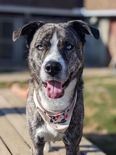 Marshall, Adoptable, Adult Male Husky & Mastiff.