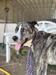 Marshall, an adoptable Husky, Mastiff in North Canton, OH, 44720 | Photo Image 2
