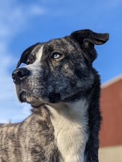 Enlarge Marshall, a Adoptable mixed breed in North Canton, OH image 4/5