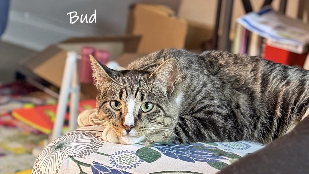 Enlarge Bud, a ADOPTABLE Domestic Short Hair in Chicago, IL image 2/3