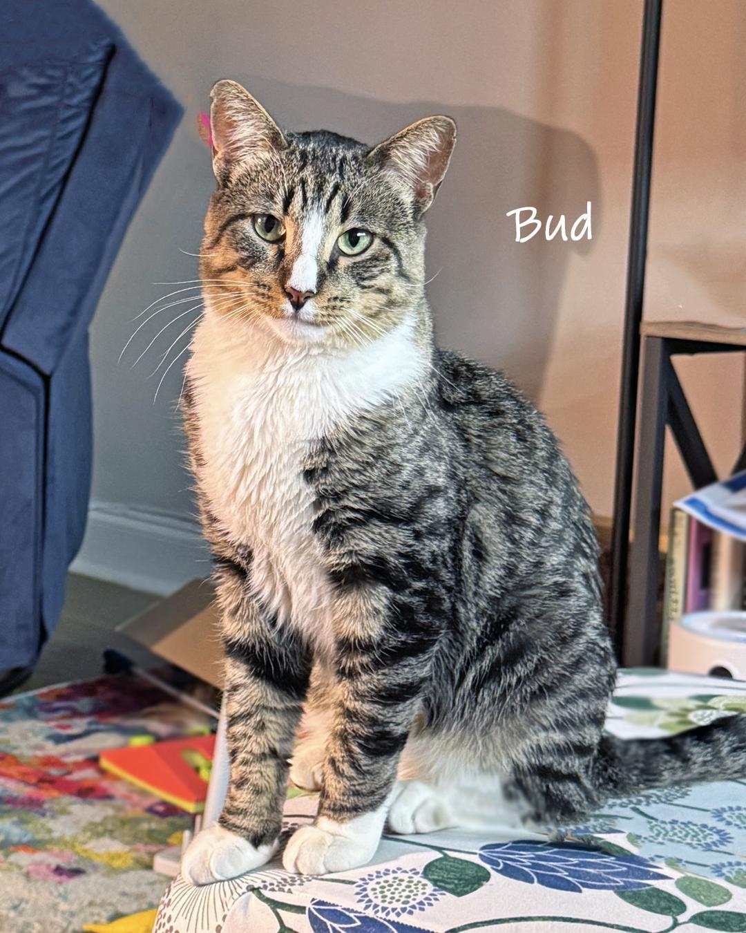 Enlarge Bud, a ADOPTABLE Domestic Short Hair in Chicago, IL image 1/3