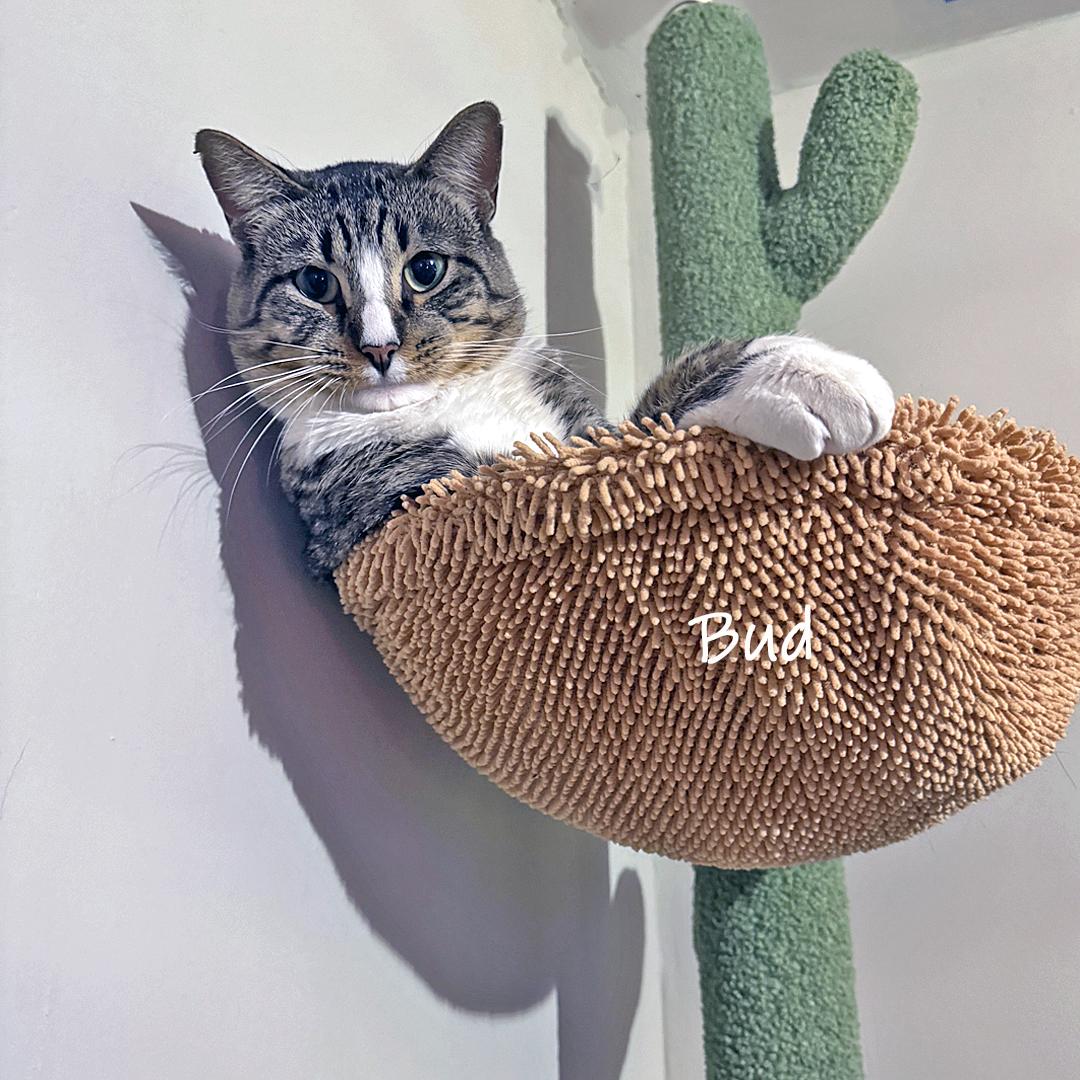 Enlarge Bud, a ADOPTABLE Domestic Short Hair in Chicago, IL image 3/3