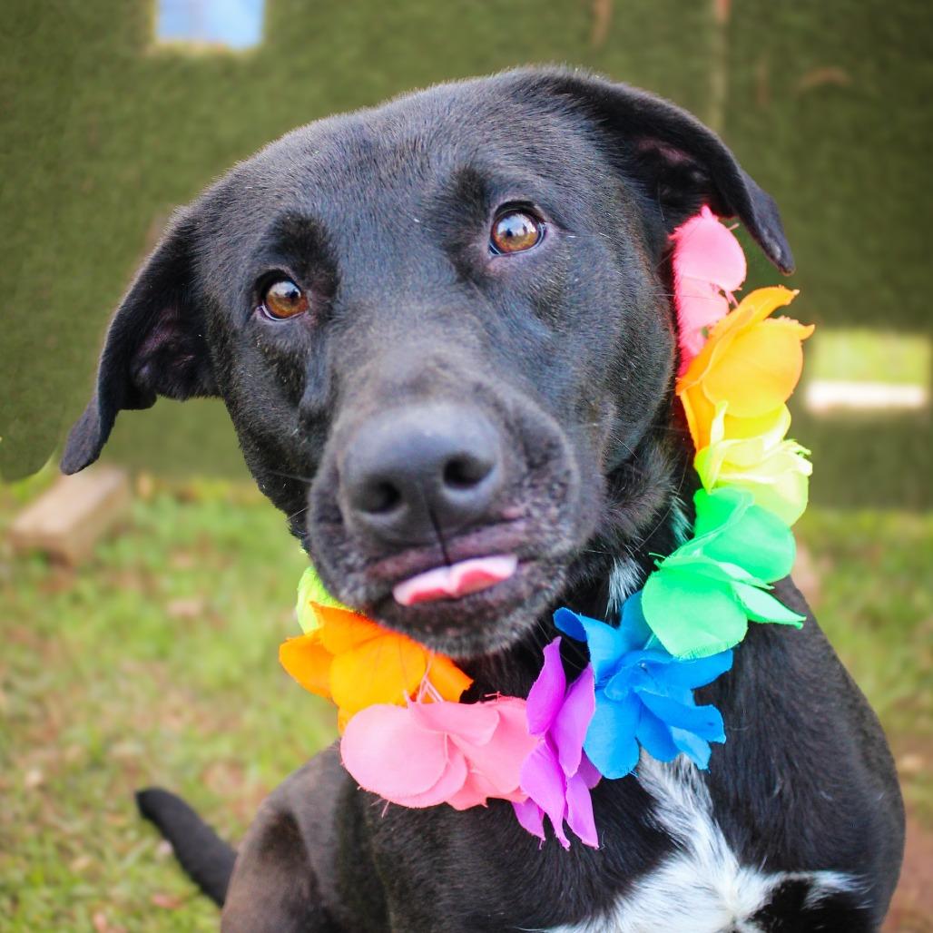 Designer, a Adoptable Mixed Breed in Lake Jackson, TX image 2/2