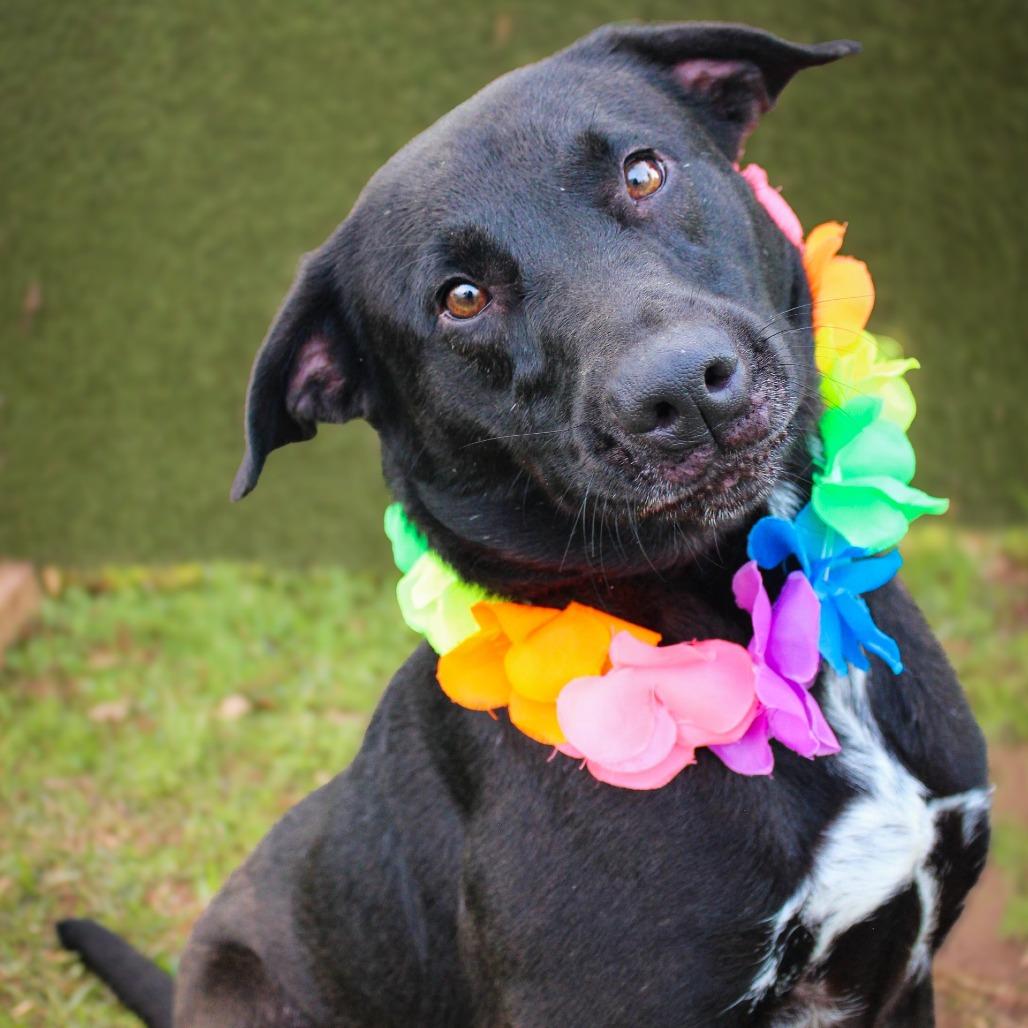 Enlarge Designer, a Adoptable Mixed Breed in Lake Jackson, TX image 1/2