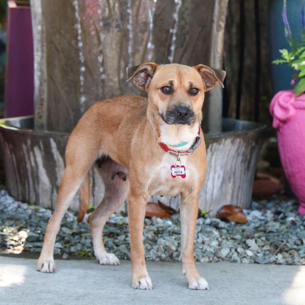 Enlarge Hestia, a Adoptable Labrador Retriever in Wake Forest, NC image 2/6