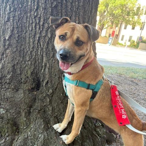 Enlarge Hestia, a Adoptable Labrador Retriever in Wake Forest, NC image 4/6