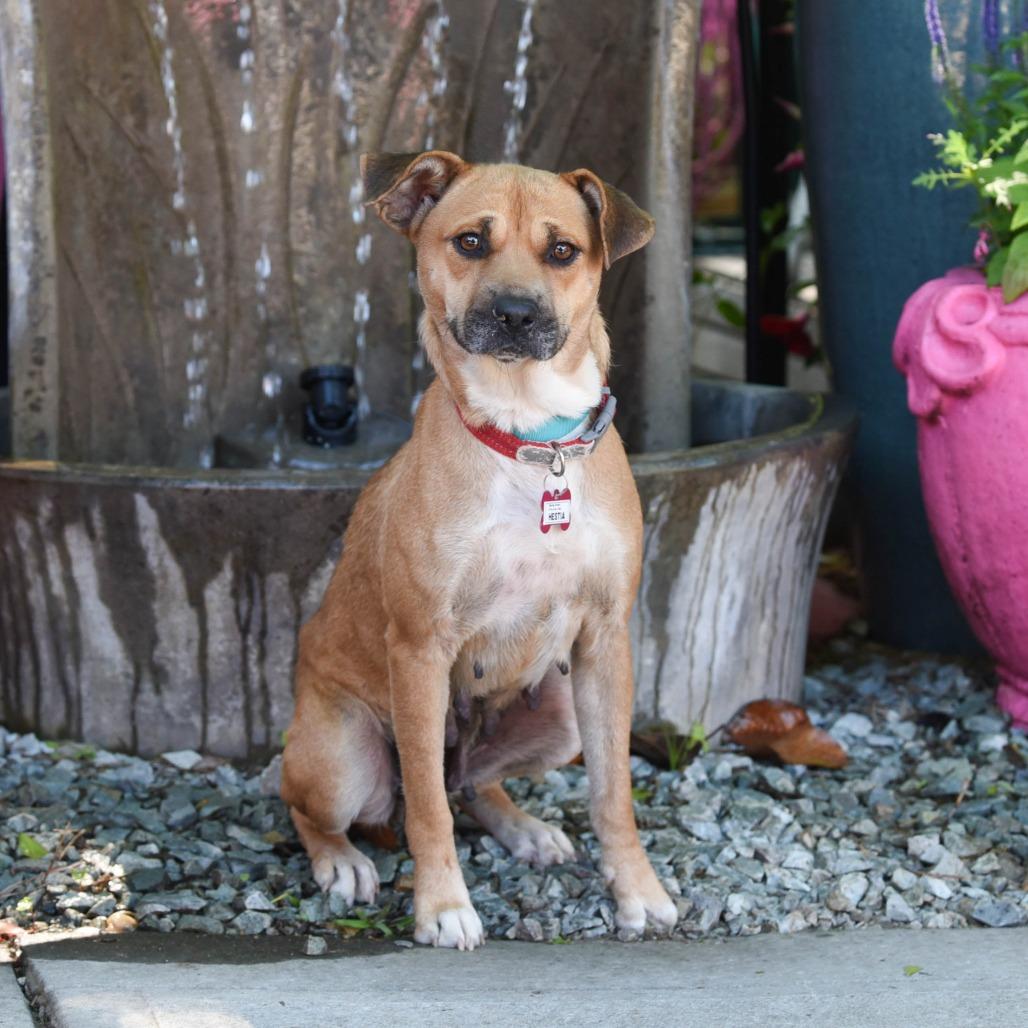 Enlarge Hestia, a Adoptable Labrador Retriever in Wake Forest, NC image 5/6