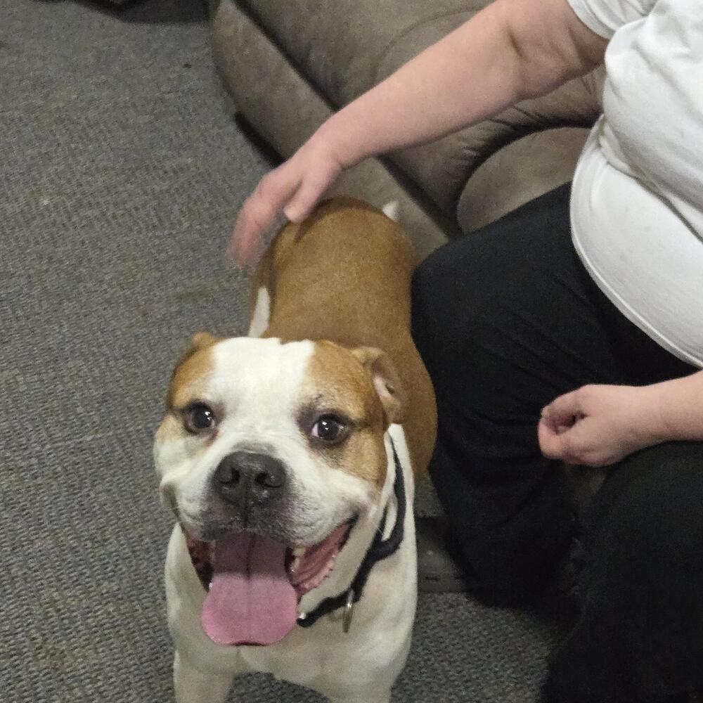 Enlarge Marley, a Adoptable mixed breed in Chattanooga, TN image 1/4