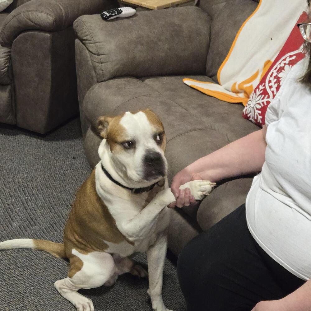 Enlarge Marley, a Adoptable mixed breed in Chattanooga, TN image 2/4