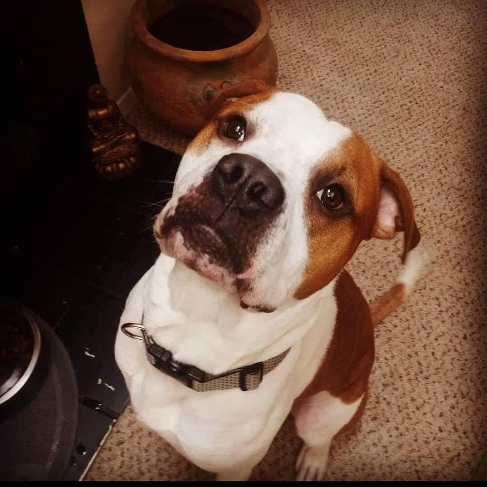 Enlarge Marley, a Adoptable mixed breed in Chattanooga, TN image 3/4