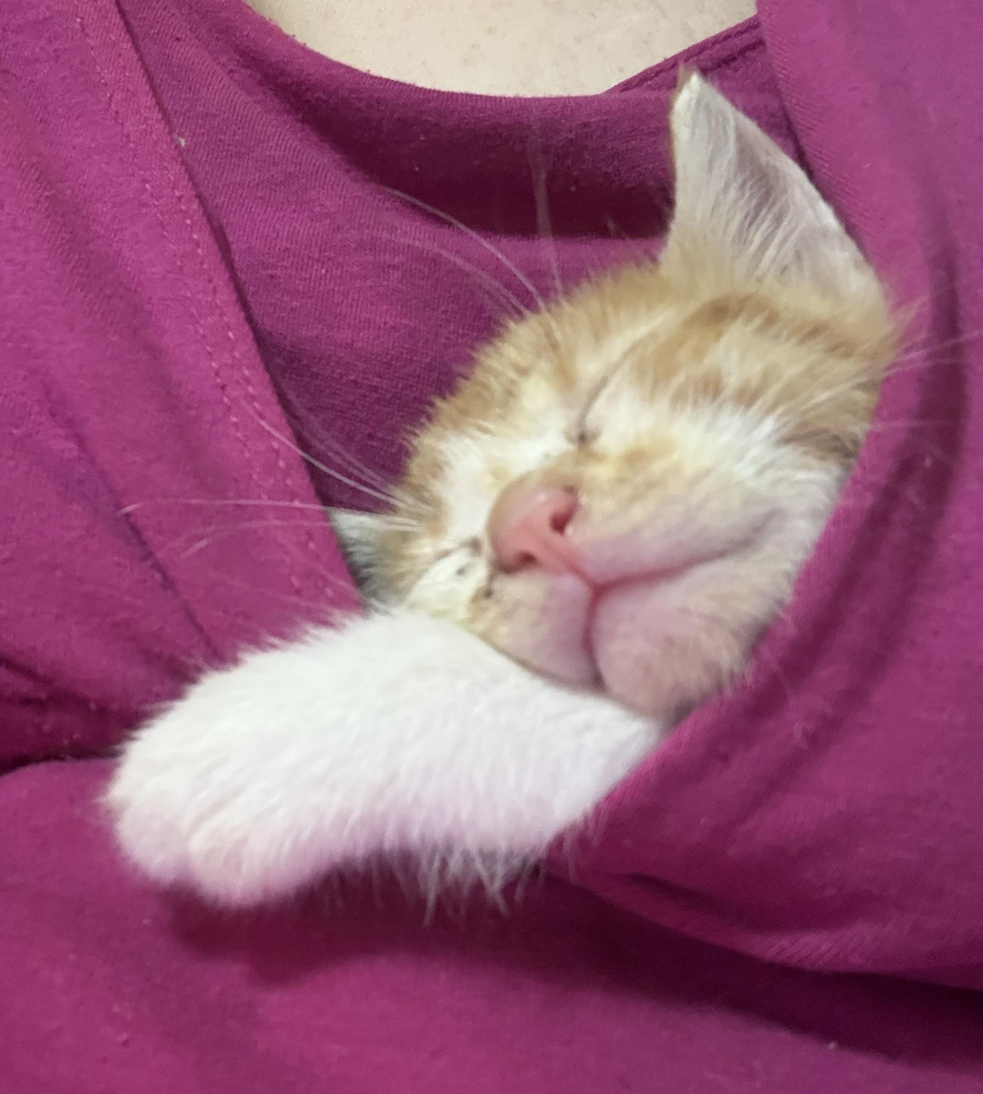 Enlarge Eddie, a Adopted Domestic Short Hair in Trinity, NC image 1/1