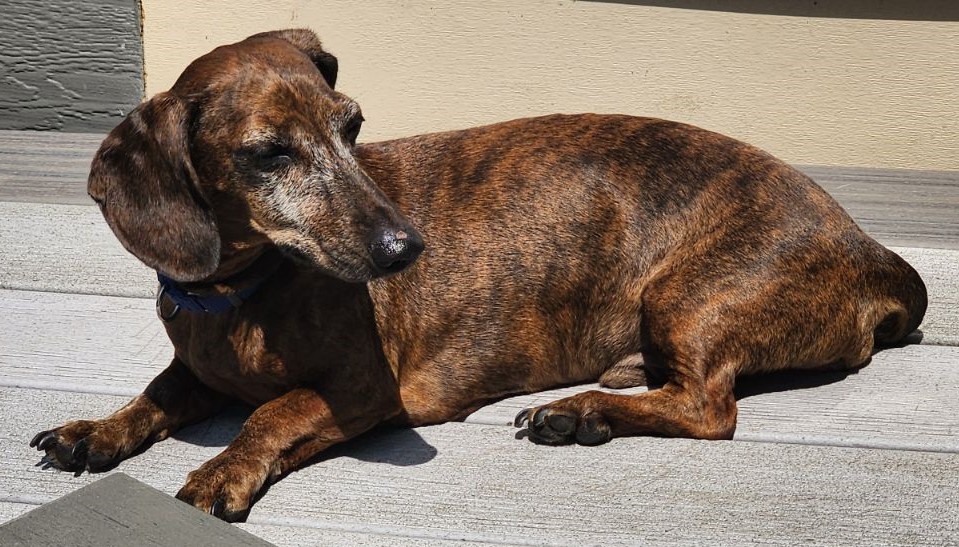 Enlarge Rudy #24014, a Adopted Dachshund in Des Moines, IA image 3/3