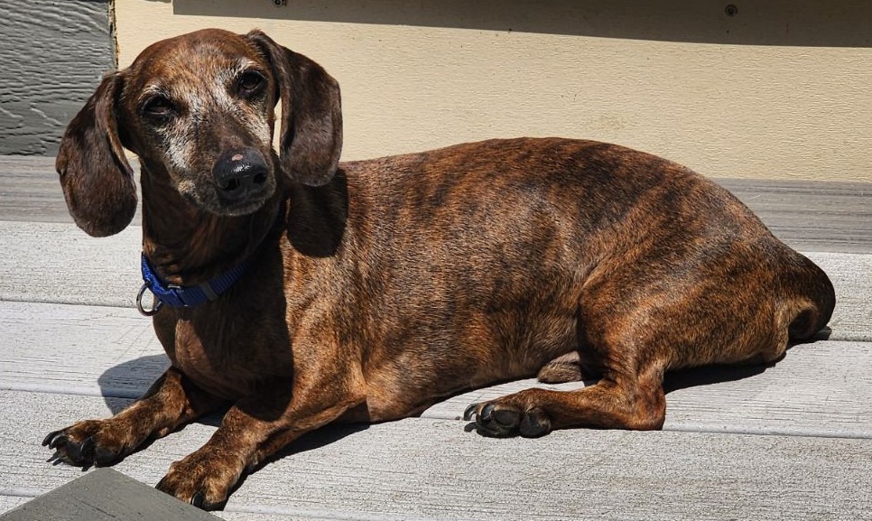 Enlarge Rudy #24014, a Adopted Dachshund in Des Moines, IA image 1/3