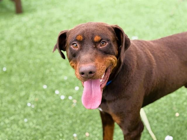 ARCHER, Adoptable, Young Male Doberman Pinscher & Mixed Breed.