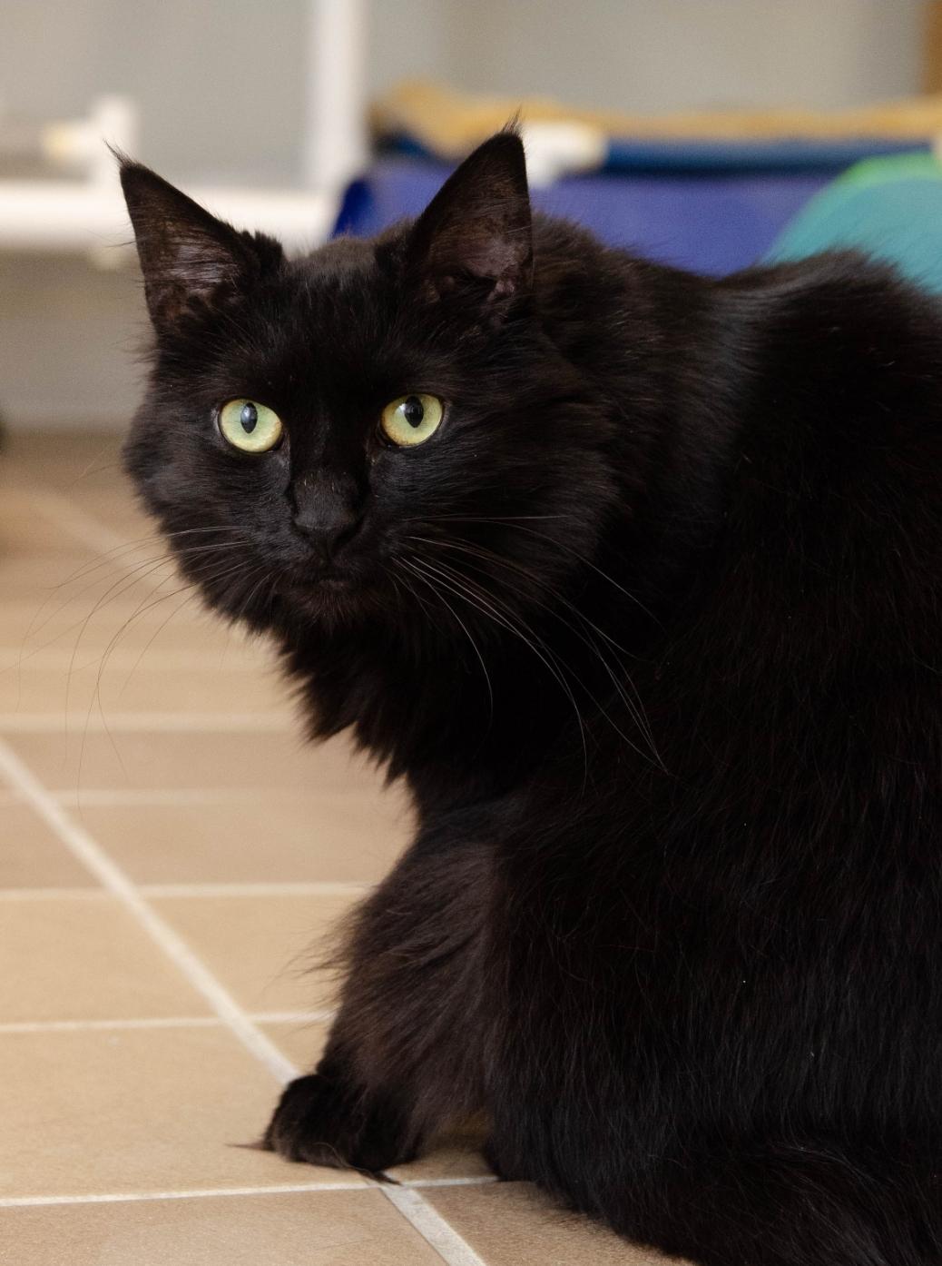 Cinder, a Adoptable Domestic Long Hair in Temple, PA image 1/3