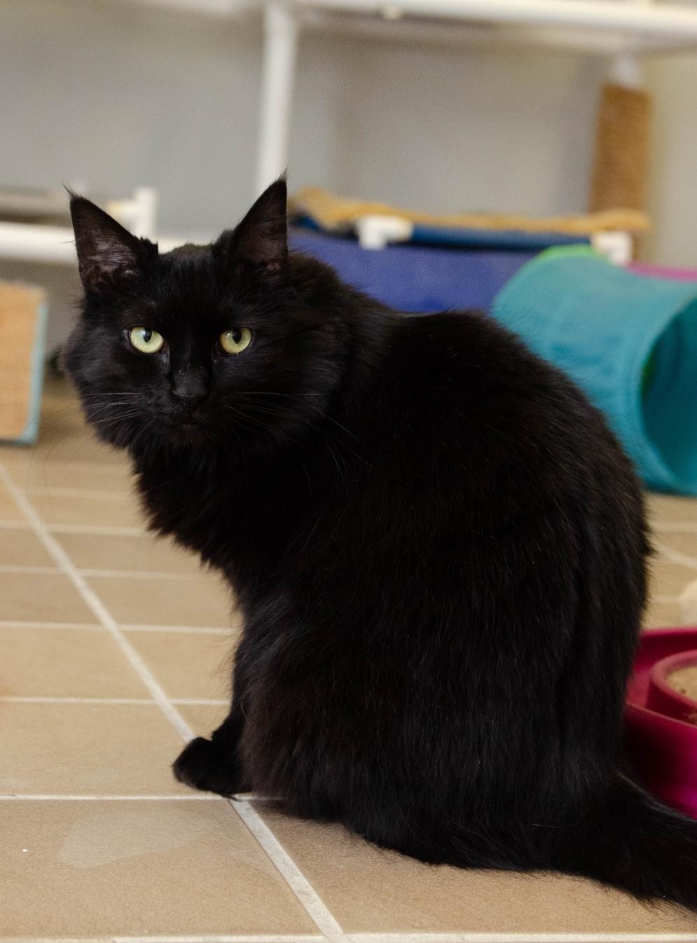 Cinder, a Adoptable Domestic Long Hair in Temple, PA image 2/3