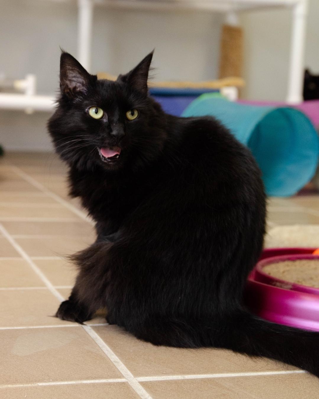 Cinder, Adoptable, Adult Female Domestic Long Hair.