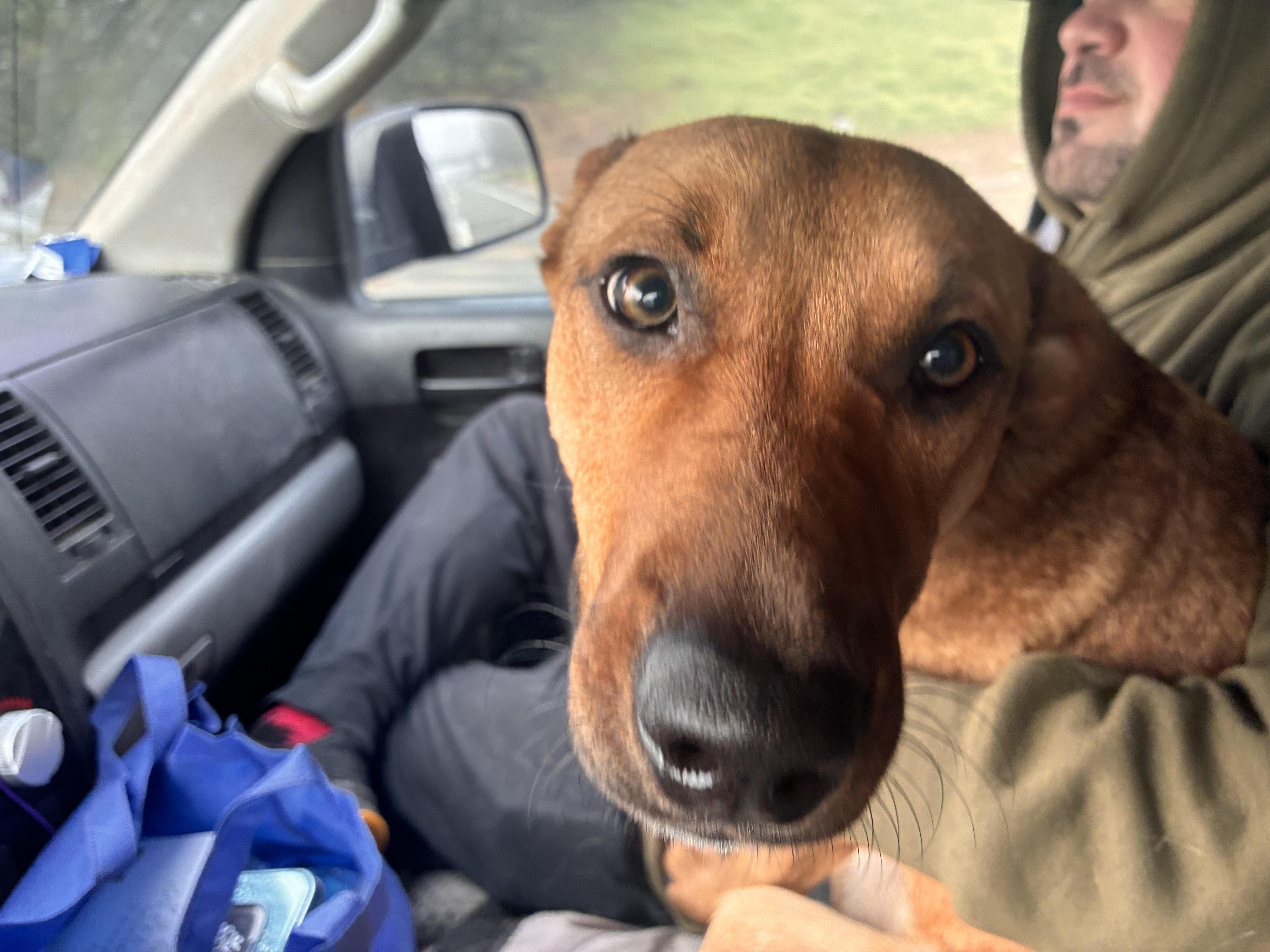 Buddy, ADOPTABLE, Adult Male Miniature Pinscher.