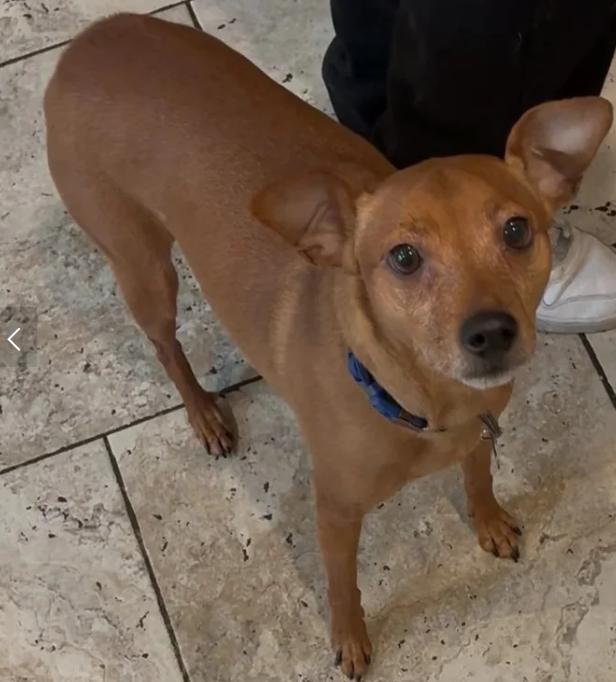 Buddy, ADOPTABLE, Adult Male Miniature Pinscher.