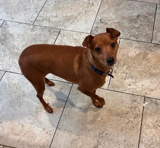 Enlarge Buddy, an adopted mixed breed in Davis, CA image 6/6