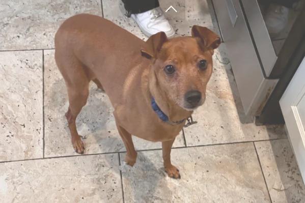 Enlarge Buddy, an adopted mixed breed in Davis, CA image 5/6