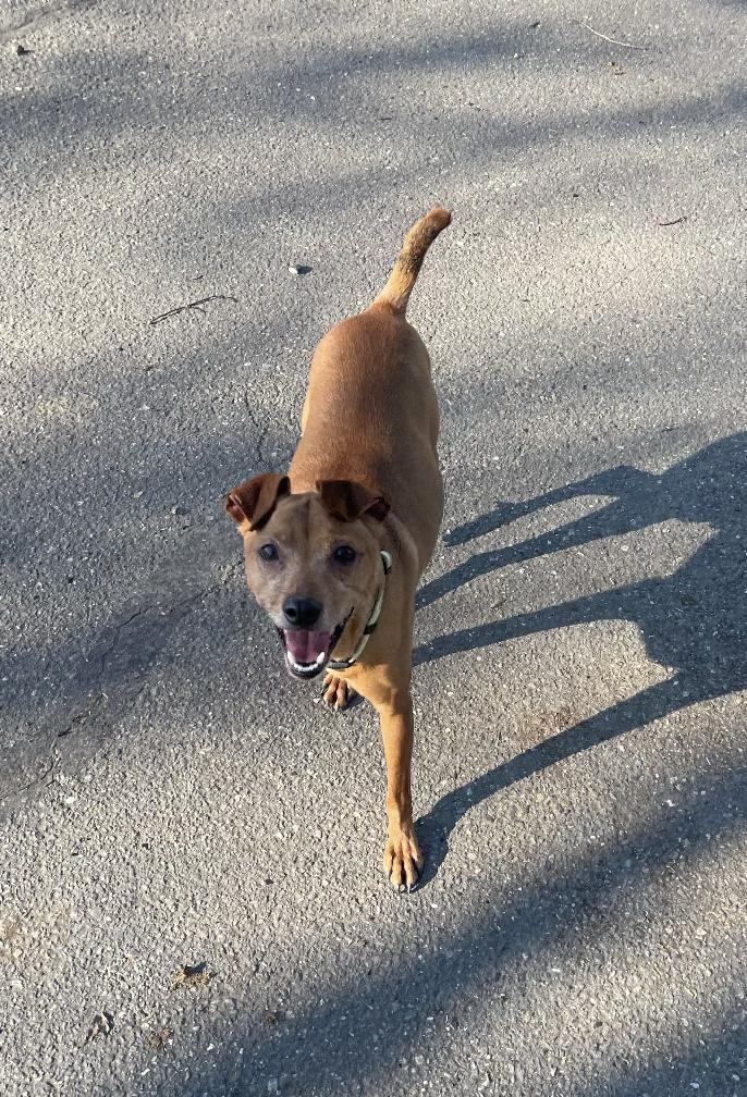 Enlarge Buddy, an adopted mixed breed in Davis, CA image 3/6